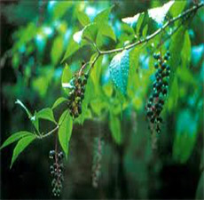 POKE ROOT Cut and Sifted